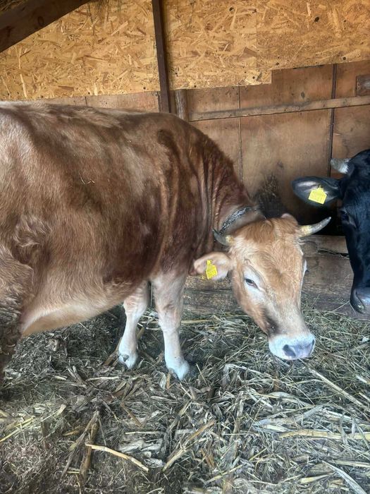 vand doua vacute gestante de aproape 2 ani