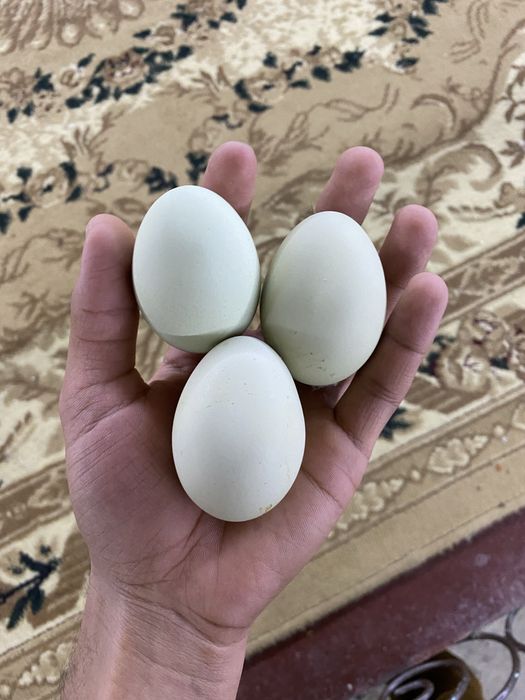 Qora shaxzoda tuxumlari