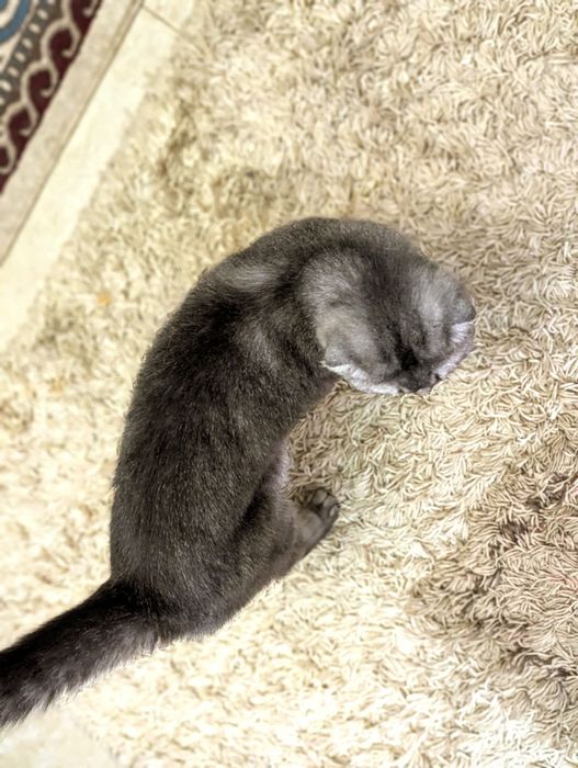 кот шотлданский в добрые руки