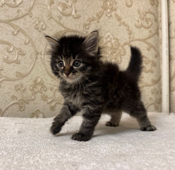 Котенок сибирский