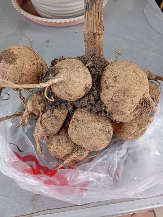 Продам корни георгина