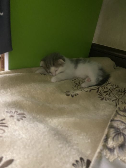 Умная  кошка