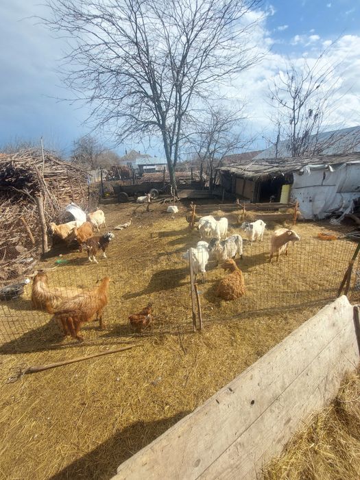 Vând 12 Capre cu ieji