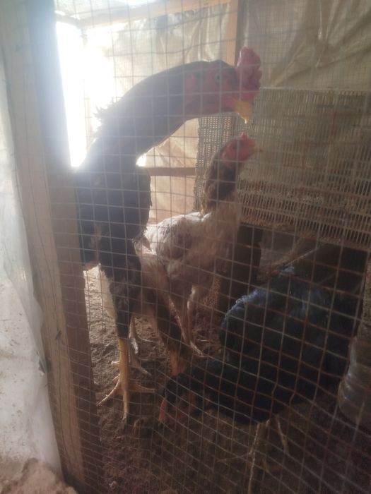 Dakan hoʻroz tuhumlari sotiladi harhil yahshi zotladan