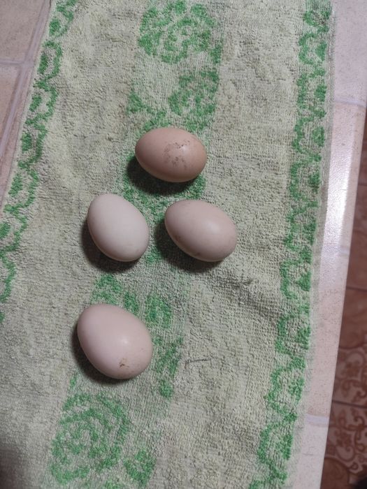 Ouă de găini pitice americane pentru incubat ! Caut ! Citiți .