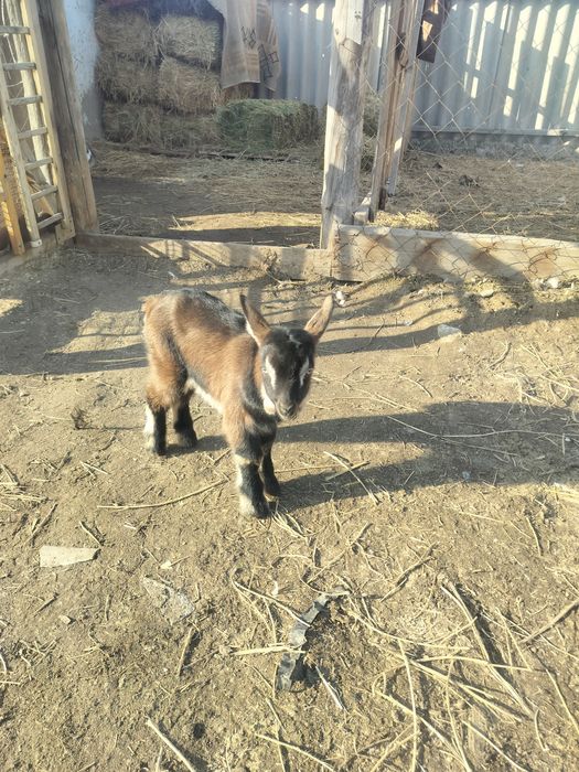 Альпи еркек лак сатылады