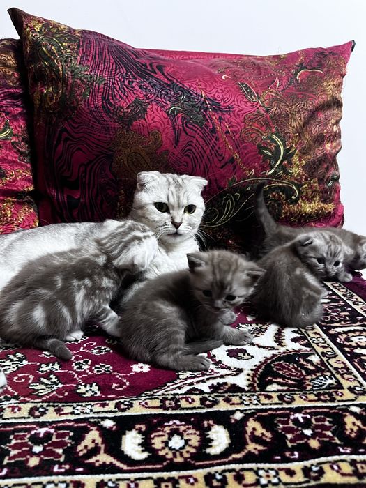 продаем серого котенка