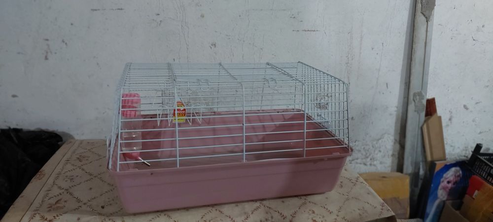 Кролик декоративный