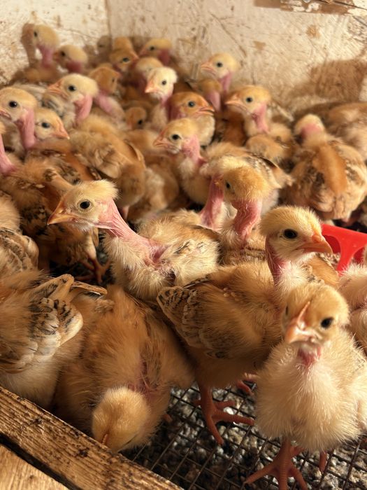 Цыплята , балапан