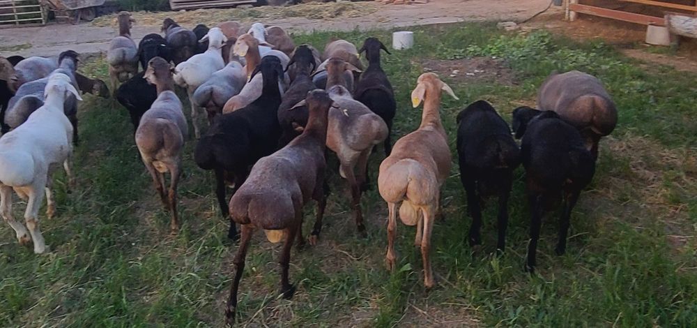 Qoylar qoy bor. Qochqor