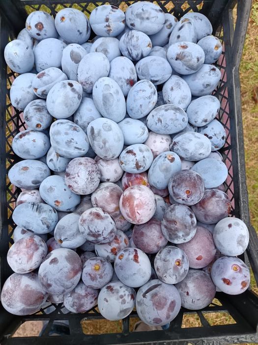 Prune de vânzare