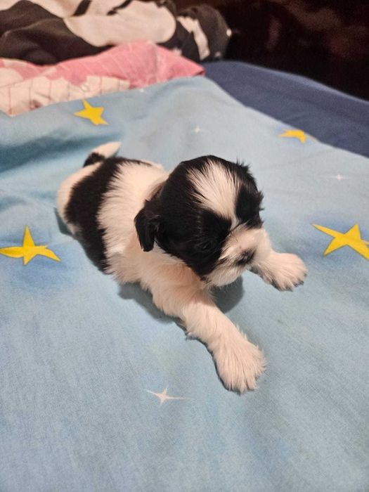 shih tzu dragalasi