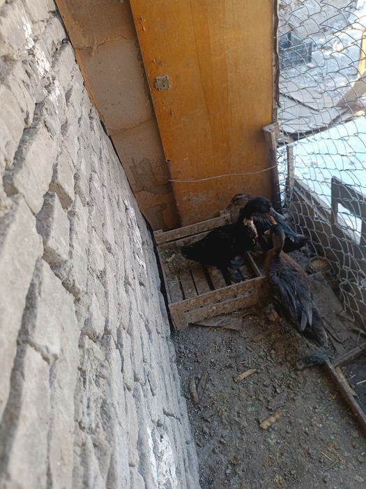 Eng zor oʻradak yeb ichishga gap yo