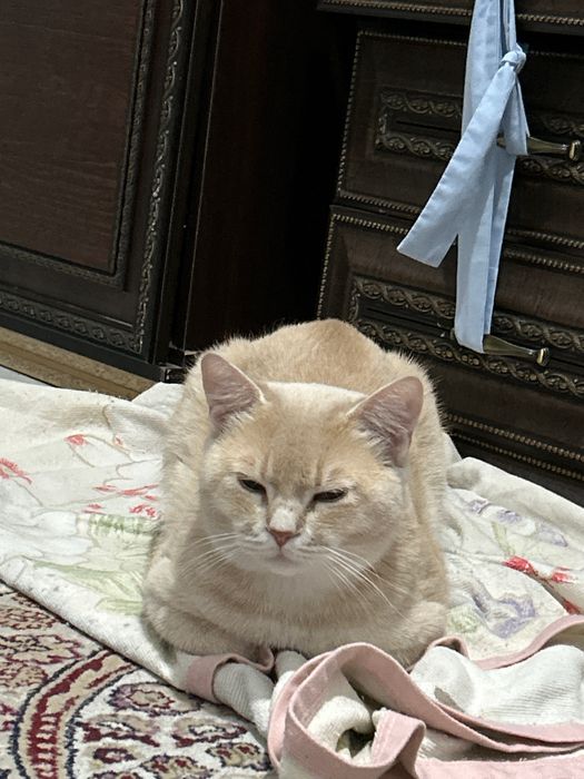 Отдам кота: золотая шиншилла