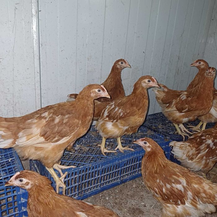 Продавам спешно пилета Ломан Браун