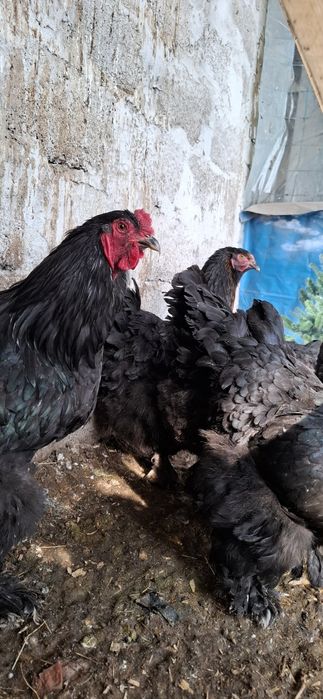 Яйцо породистых куриной Чёрной Брамы