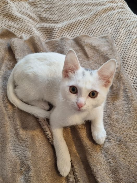 Отдам в добрые руки котенка