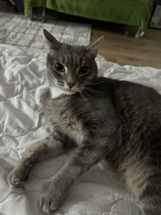 Отдам кота в добрые руки