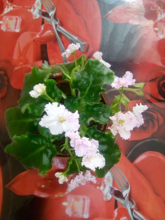 Фиалки цветущие 2000тг