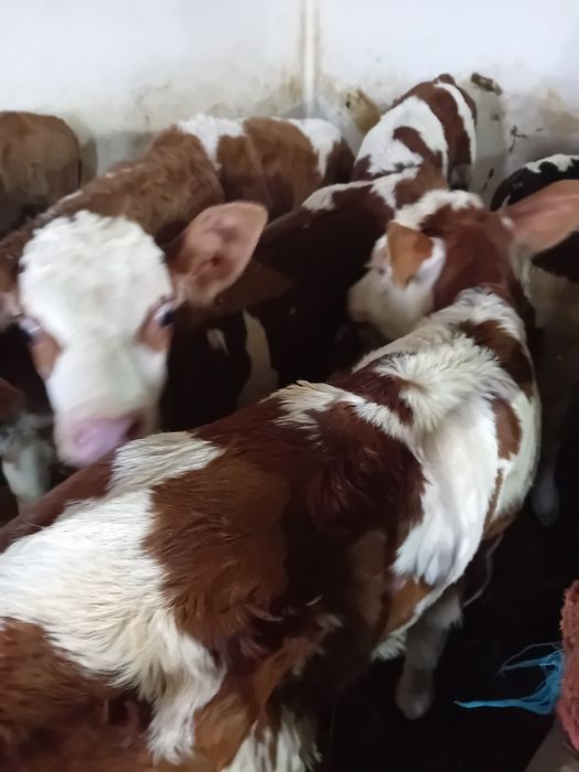 Taurasi și vitele baltati