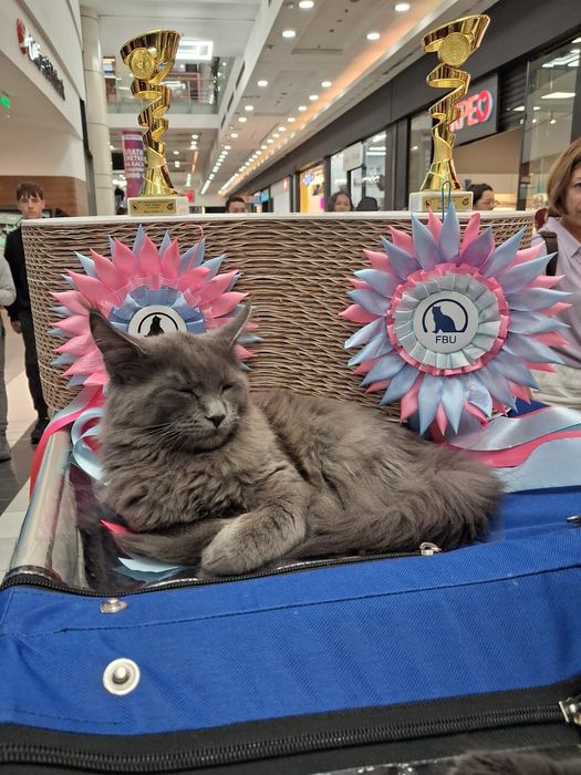 Коте от породата Мейн Кун