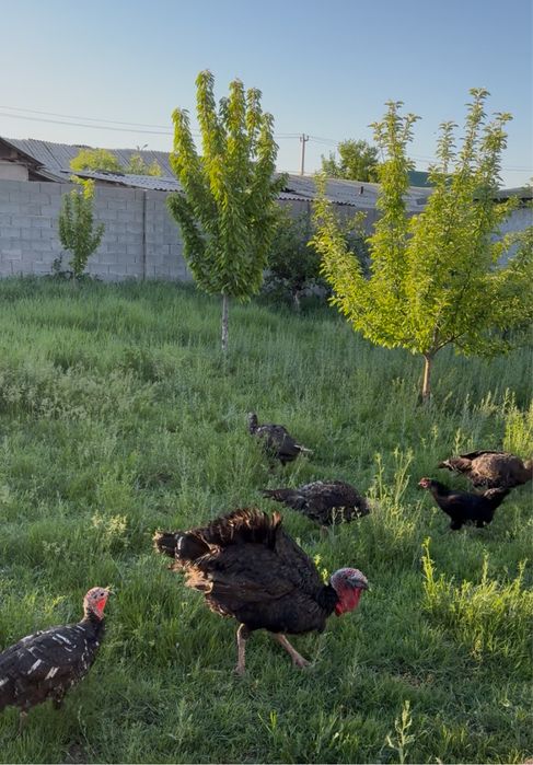 Индюк семейка сатылады