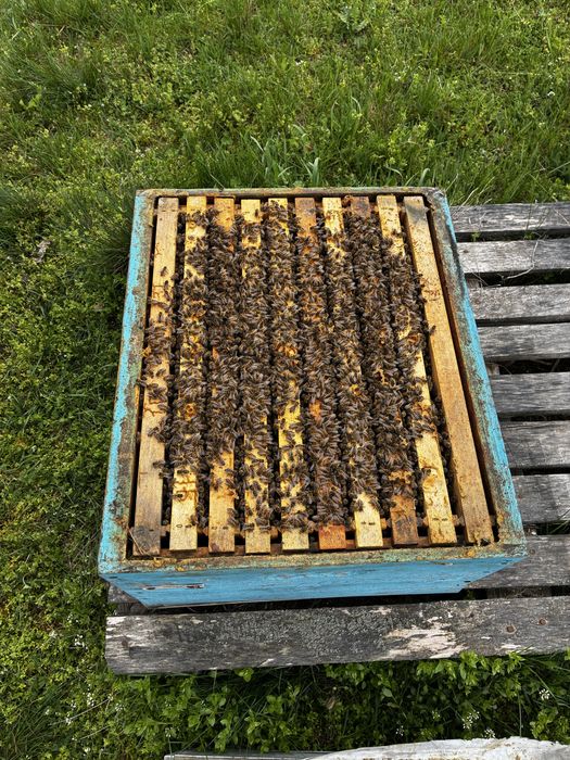 Пчелни отводки