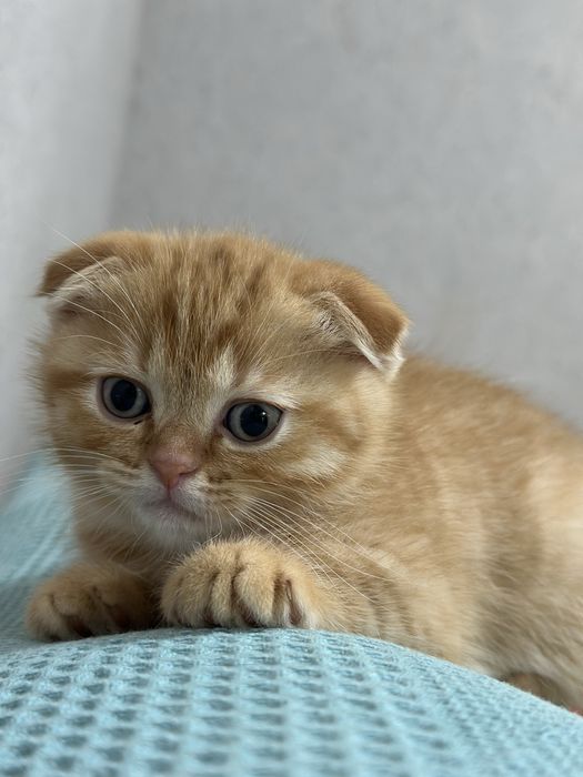 Скотиш фолд  (мальчик) 1 месяц