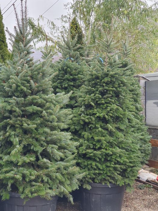 Brazi argintii, verzi normandieni,  extra calitate,  picea , molid