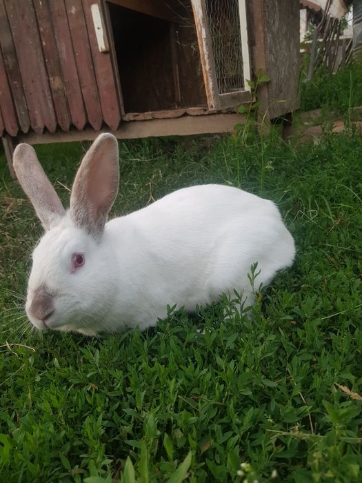 Iepuroaica disponibila