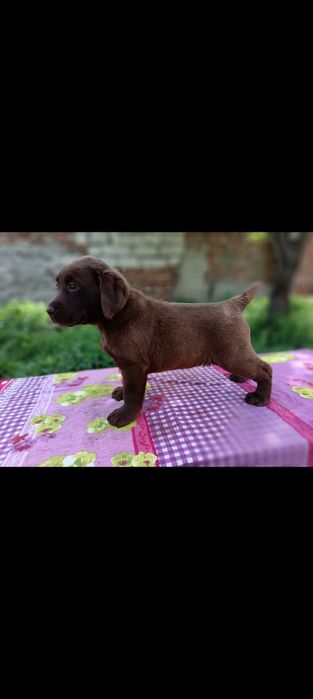 Labrador ciocolatiu  femela