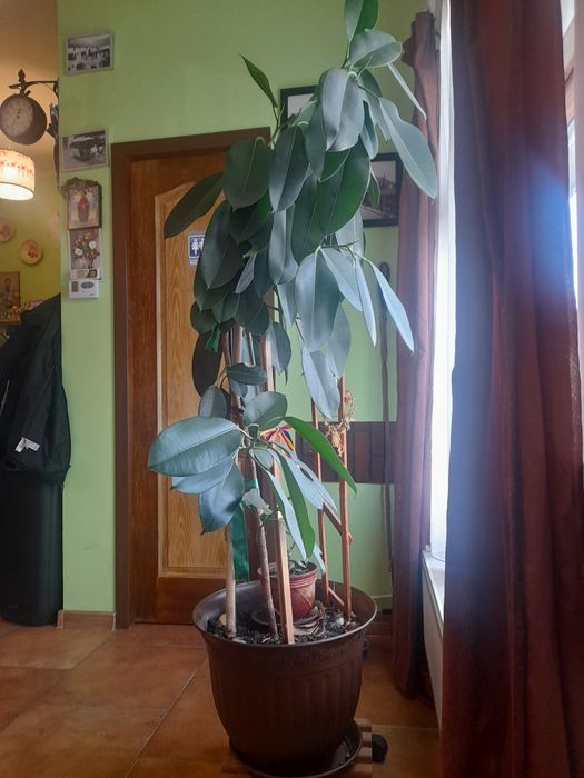 Ficus planta de interior 180 cm