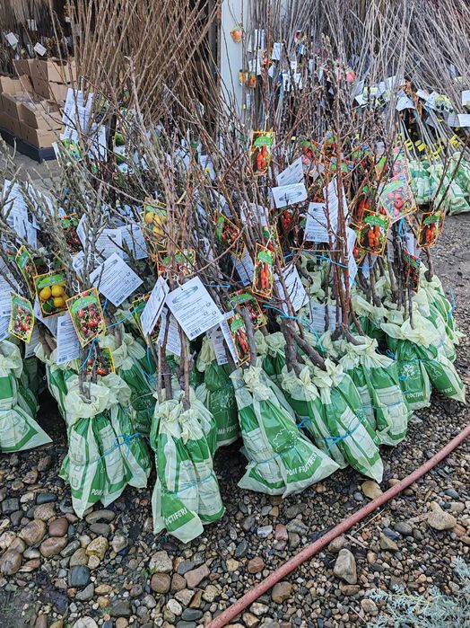 pomi columnari cu radacina ambalata