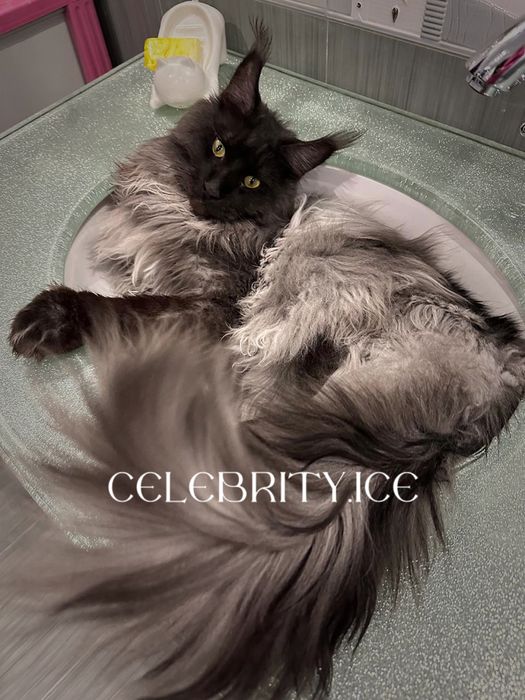 Мейн куны. Питомник celebrity ice