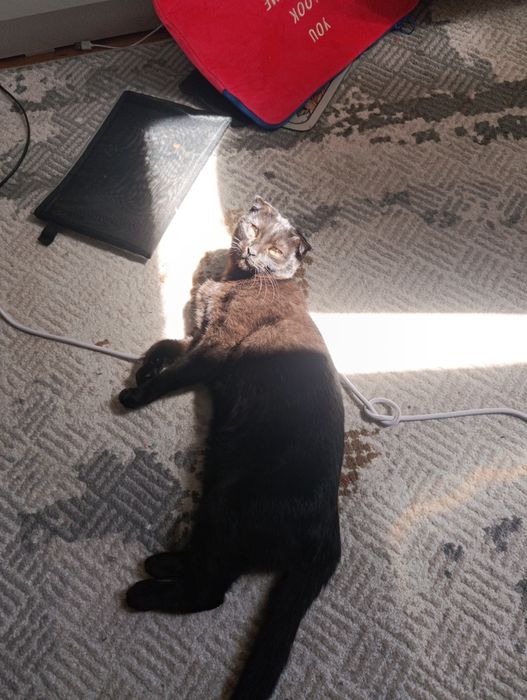 Вислоухая девочка 9 месяцев