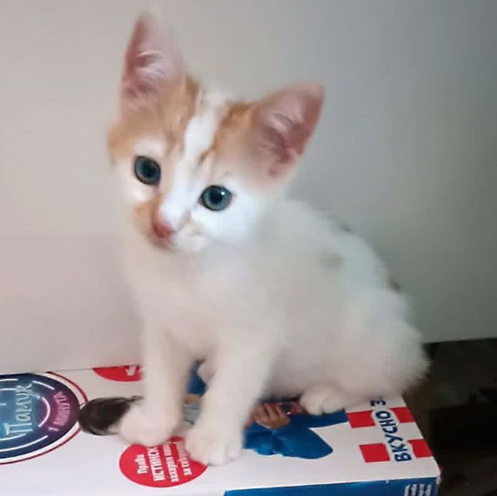 Мъжки котета на 3 месеца търсят дом