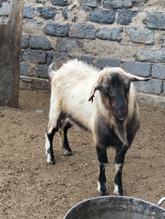 Альпийский козёл