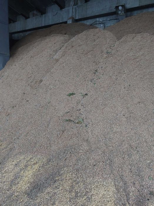 Стърготина дъбова от моторна резачка.