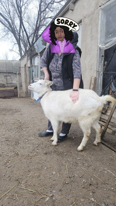 Коза (Русская белая)