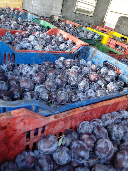 Vând prune de țuică