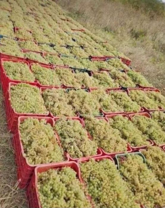 Vand struguri pentru vin și must