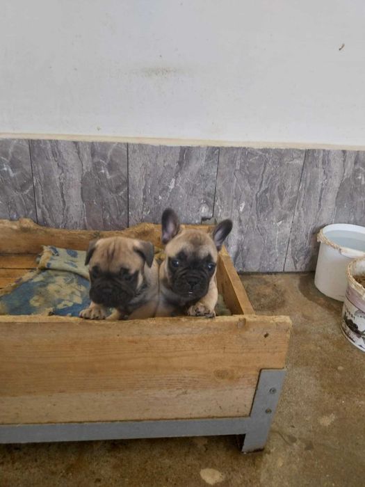 френски златист булдог