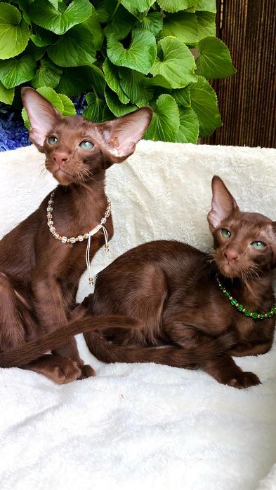 ОРИЕНТАЛЫ, орики , орики - Детки