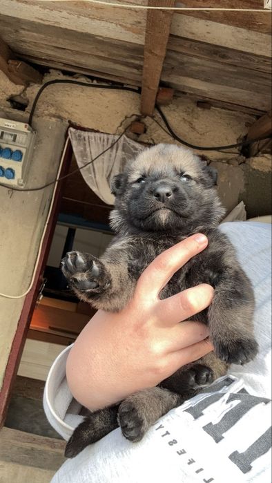 Pui ciobanesc german linie de lucru