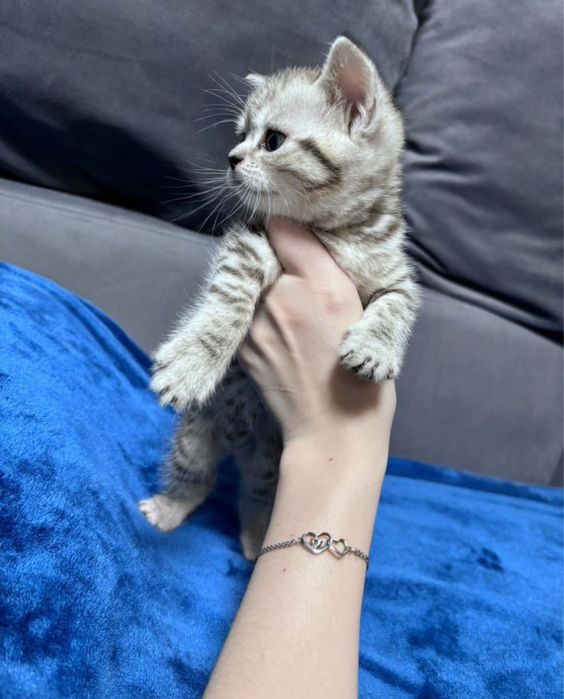 Продаются шоталндские котята