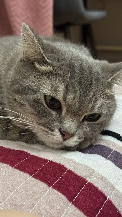 Отдам кошку и даже заплачу за ее корм )