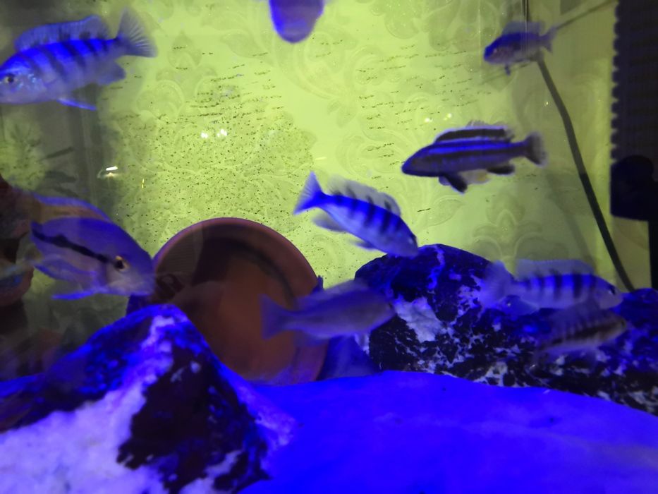 Рыбки аквариумные