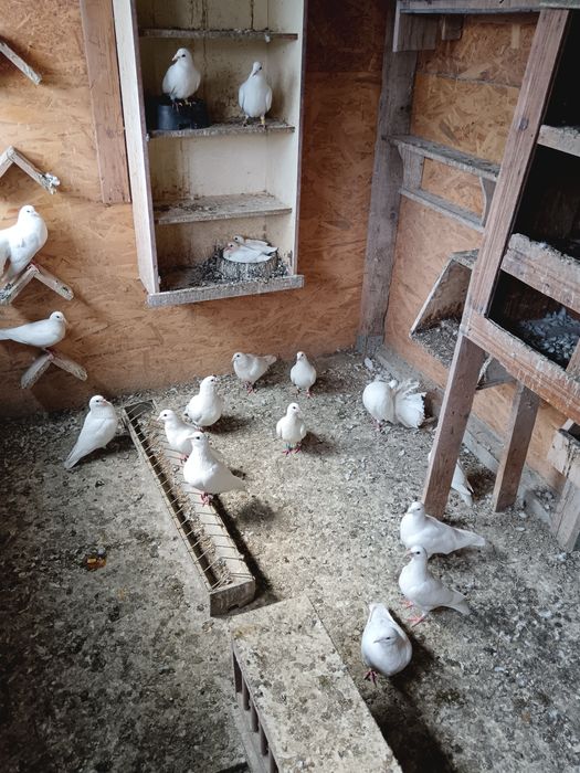 Pui voiajori albi și turturelele râzătoare