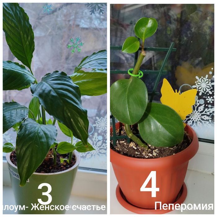 Продам растения и цветы