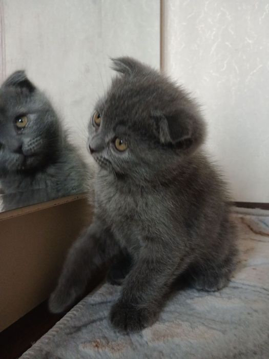 Pishakchalar sotiladi